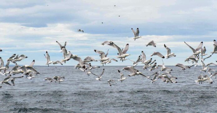 Ptaki spadają z nieba - komunikat dla mieszkańców Irlandii