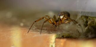 Uwaga na pająki w Irlandii - jak się chronić