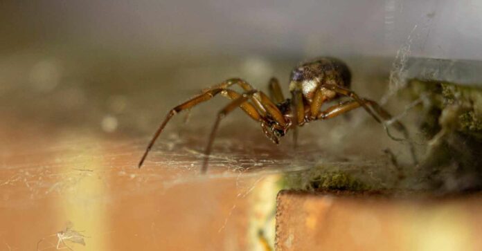 Uwaga na jadowite pająki w Irlandii - są pierwsze przypadki