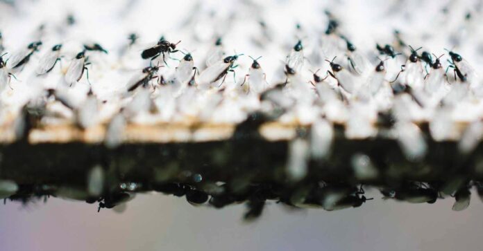 Rój latających mrówek w Irlandii - jak się chronić?