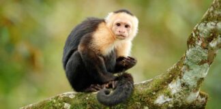 Zbiegła małpka - apel do mieszkańców Irlandii