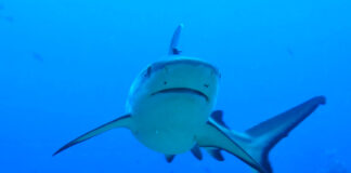 Rekin żarłacz przy Irlandii - ostrzeżenie dla plażowiczów