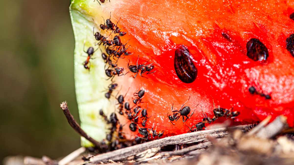 Uciążliwe zjawisko w Irlandii – trwa inwazja owadów