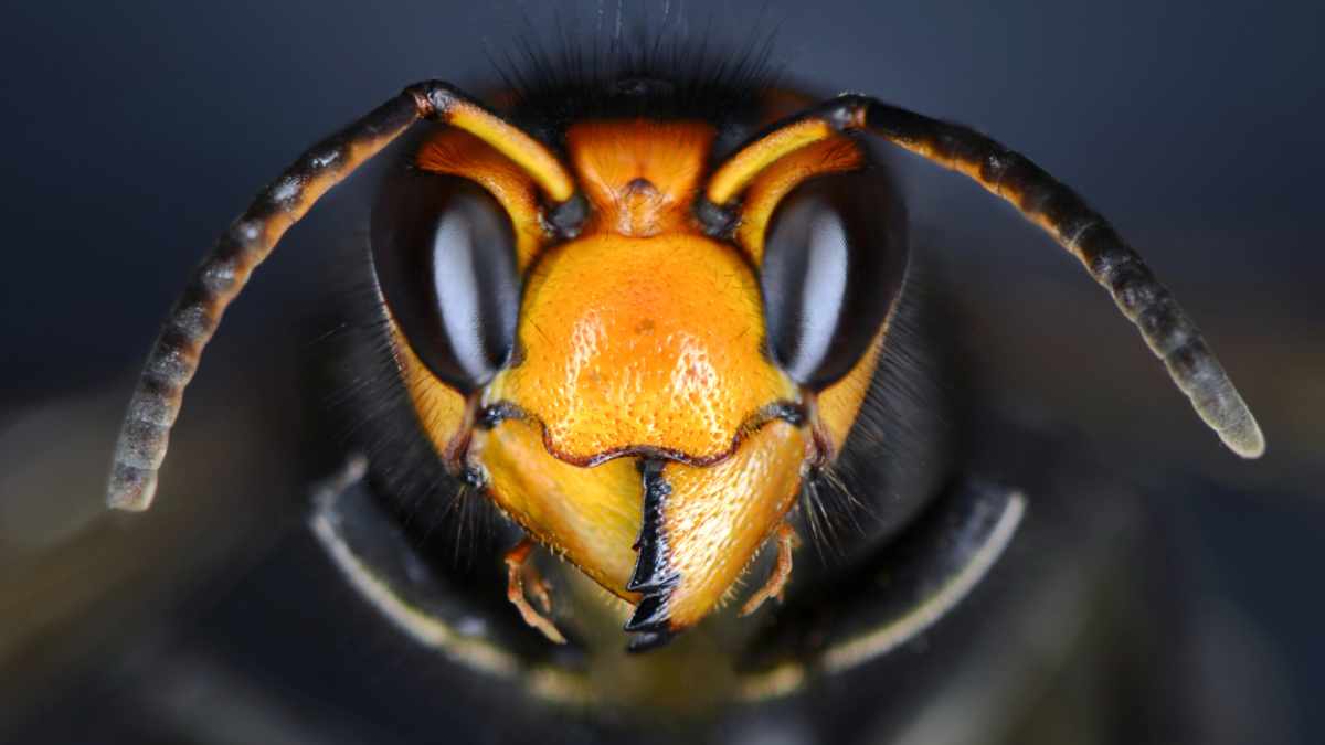 Szerszeń azjatycki w Irlandii – ostrzeżenie dla mieszkańców