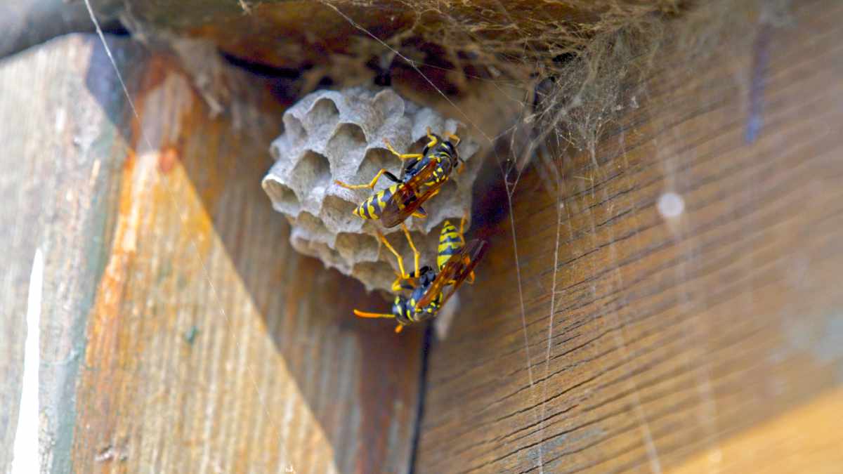 Inwazja szerszeni azjatyckich w Irlandii – służby w gotowości