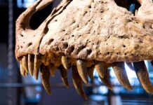 Dinozaury w Irlandii - Spektakularna wystawa już od listopada