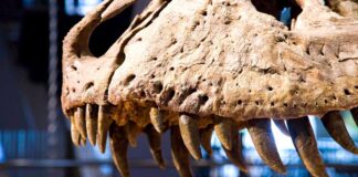 Dinozaury w Irlandii - Spektakularna wystawa już od listopada