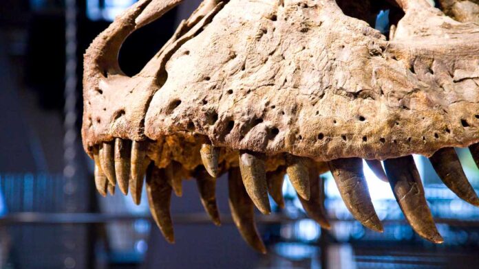 Dinozaury w Irlandii - Spektakularna wystawa już od listopada Dinozaury w Irlandii - Spektakularna wystawa już od listopada