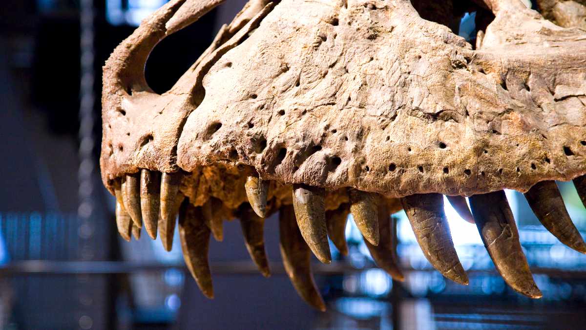 Dinozaury w Irlandii – Spektakularna wystawa już od listopada